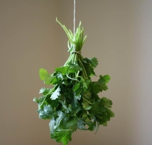 Herbs hanging upside down from string, drying.